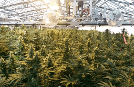 Canadian Cannabis Producer Aphria Boosts Licensed Capacity by 43% – New ...