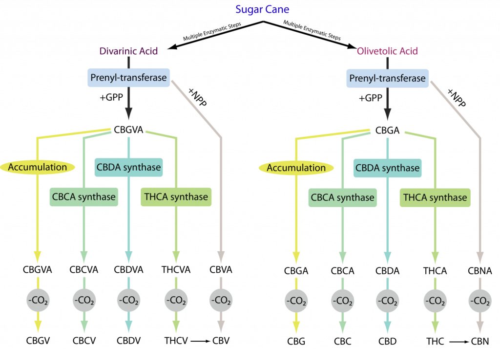 How Biosynthesis Of Cannabinoids Could Impact The Cannabis Industry ...